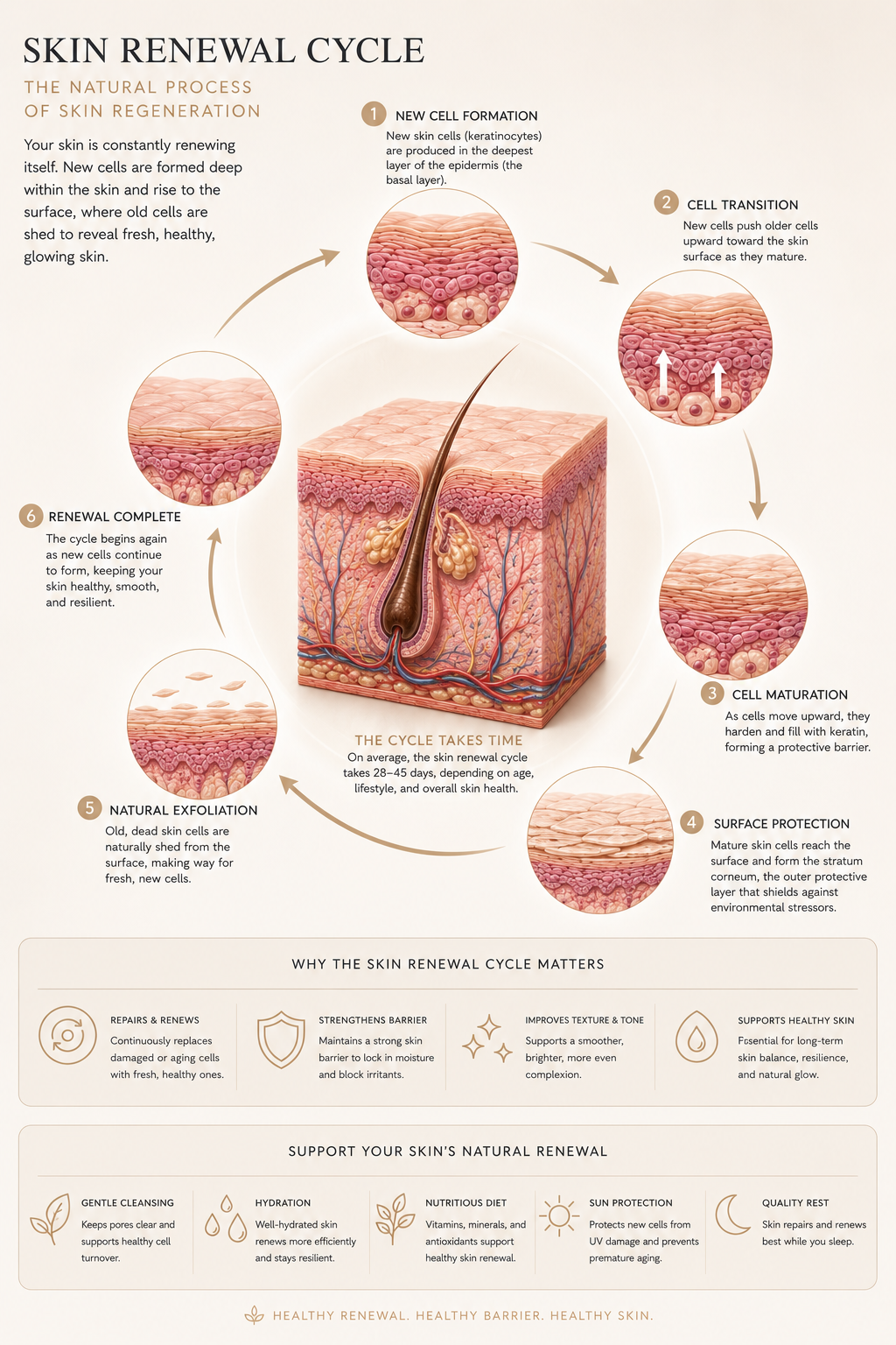Skin Renewal Cycle Diagram showing 28-day turnover